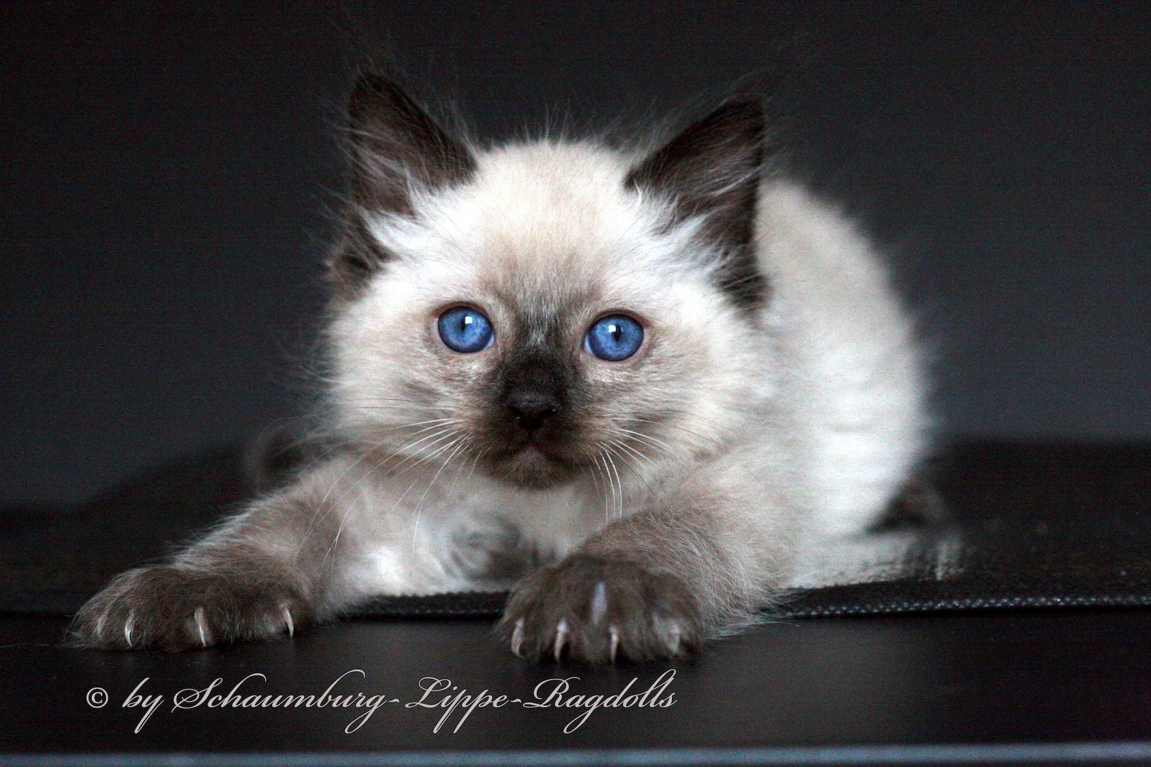 Ragdoll Kätzchen mit Stammbaum !