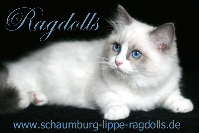 Ragdoll Kätzchen mit Stammbaum !