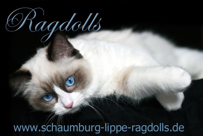 Ragdoll Kätzchen mit Stammbaum !