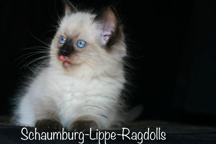 Ragdoll Kätzchen mit Stammbaum !