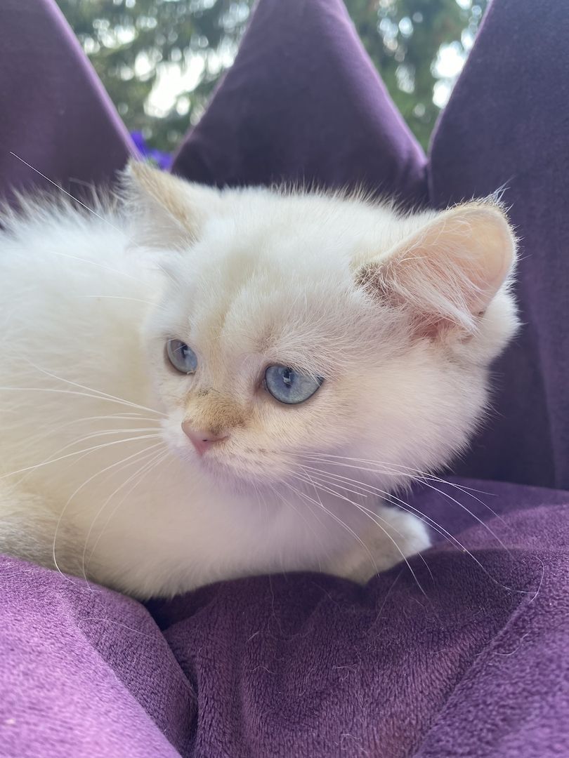 Reinrassiger BKH Kater ny1133