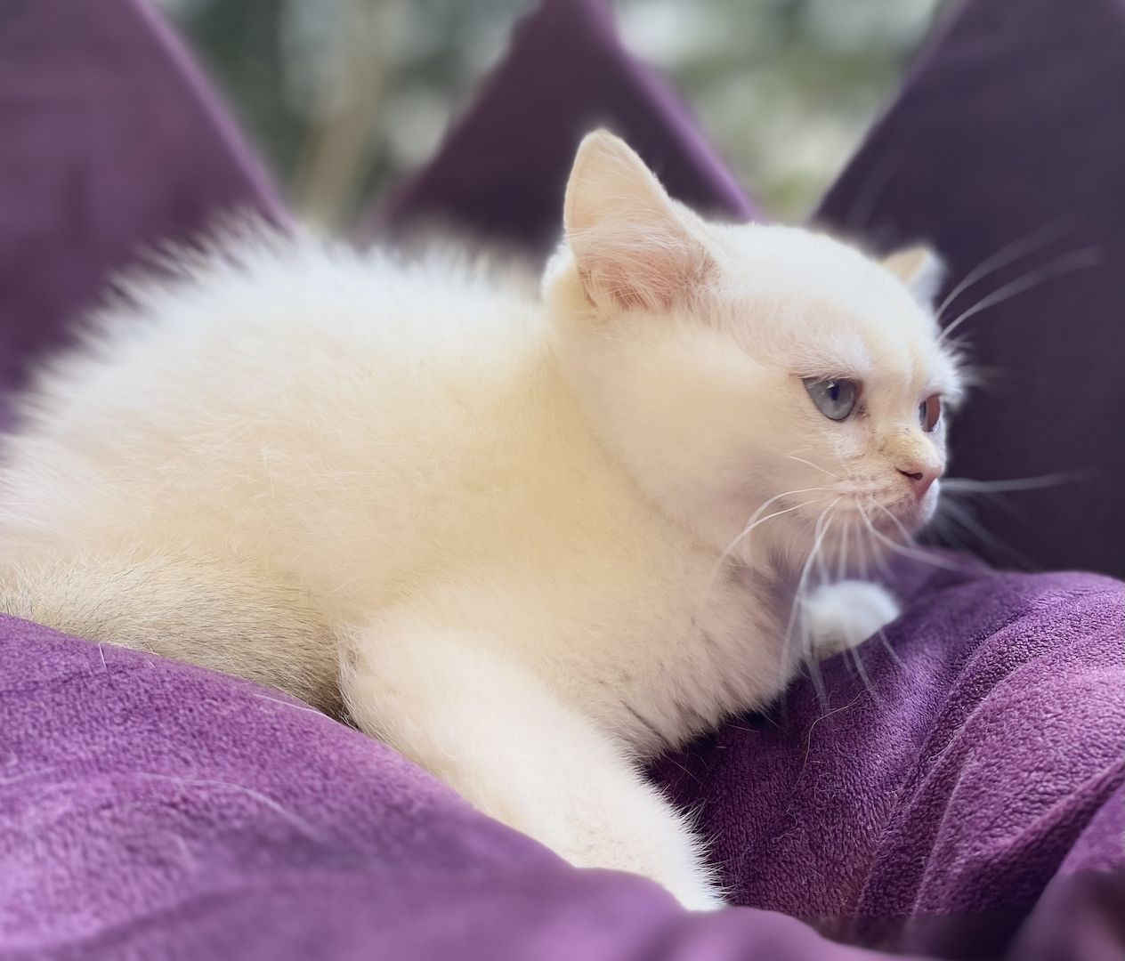 Reinrassiger BKH Kater ny1133