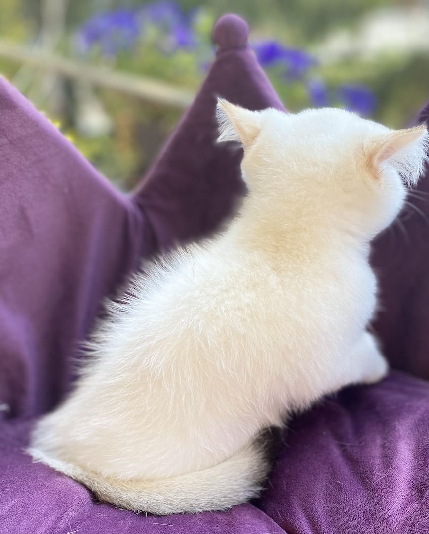 Reinrassiger BKH Kater ny1133