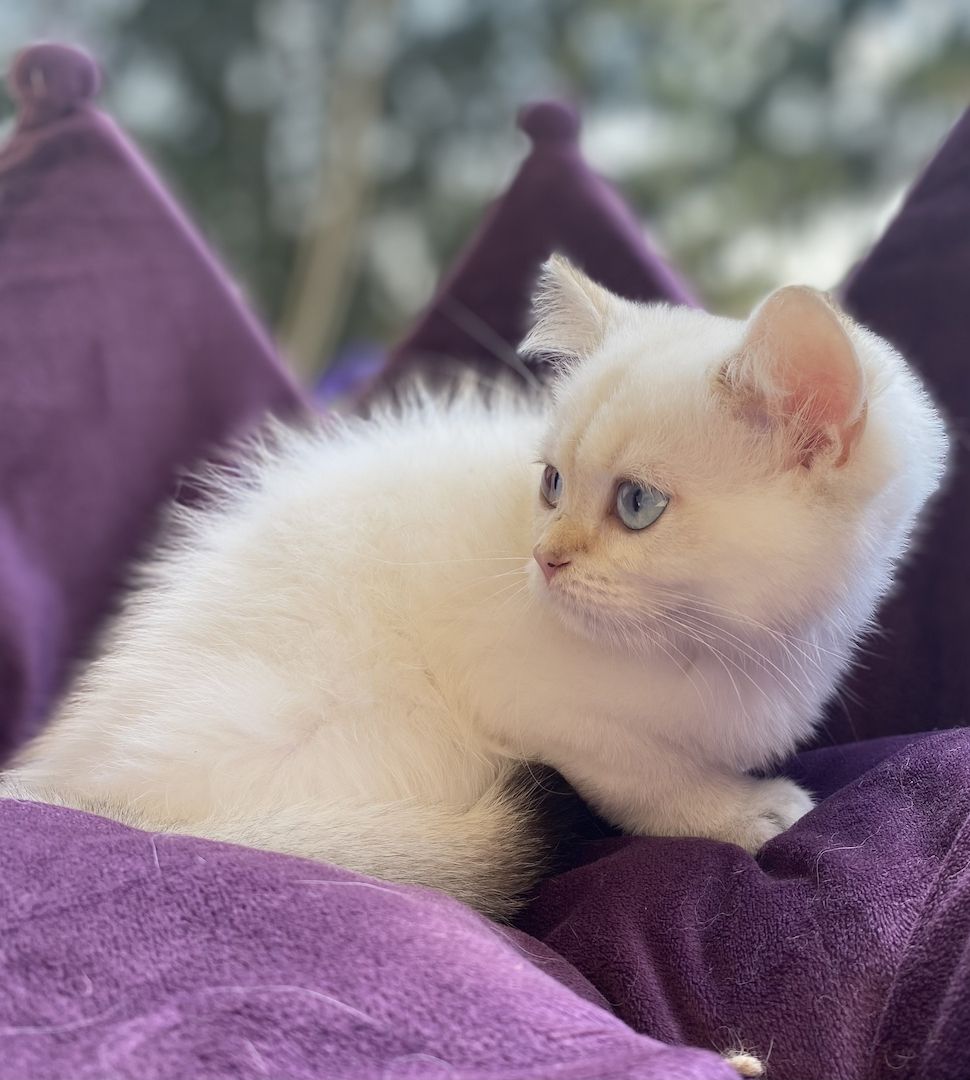 Reinrassiger BKH Kater ny1133