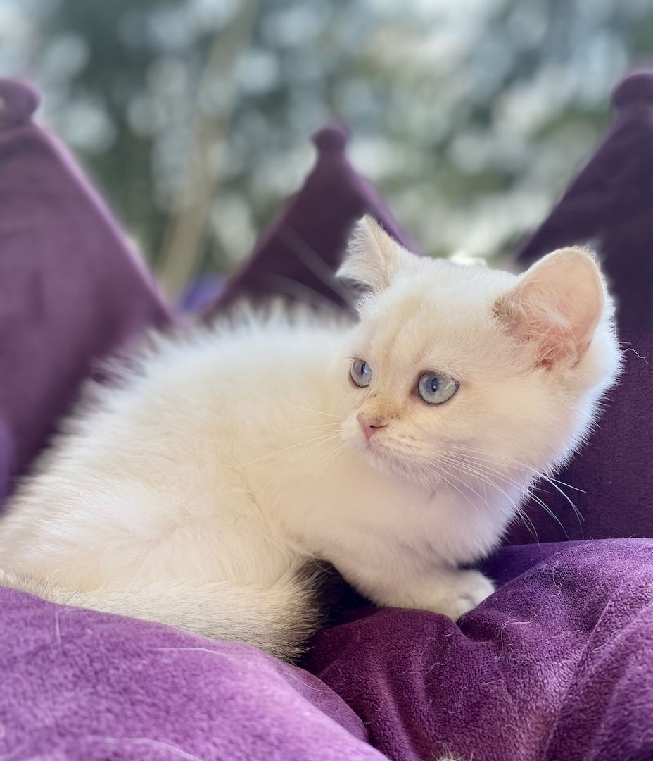 Reinrassiger BKH Kater ny1133