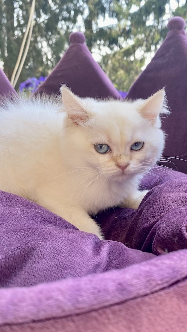 Reinrassiger BKH Kater ny1133