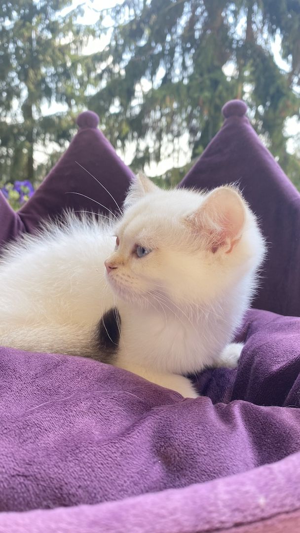 Reinrassiger BKH Kater ny1133