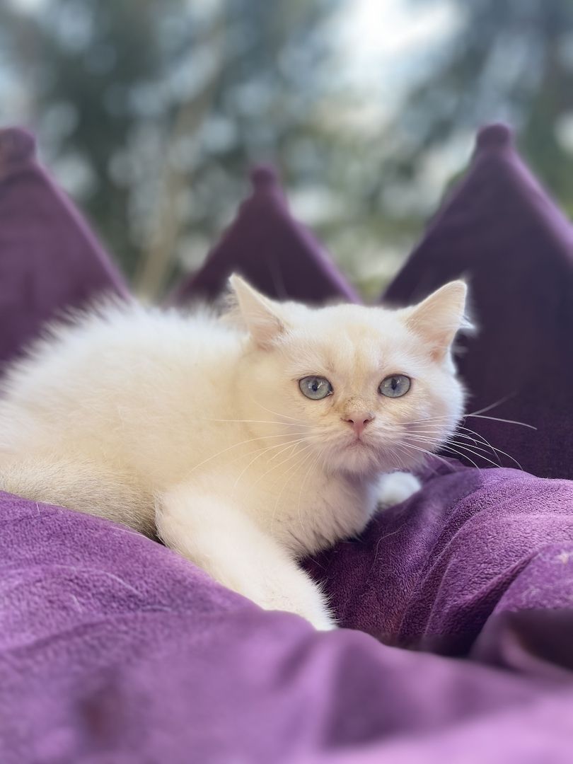 Reinrassiger BKH Kater ny1133