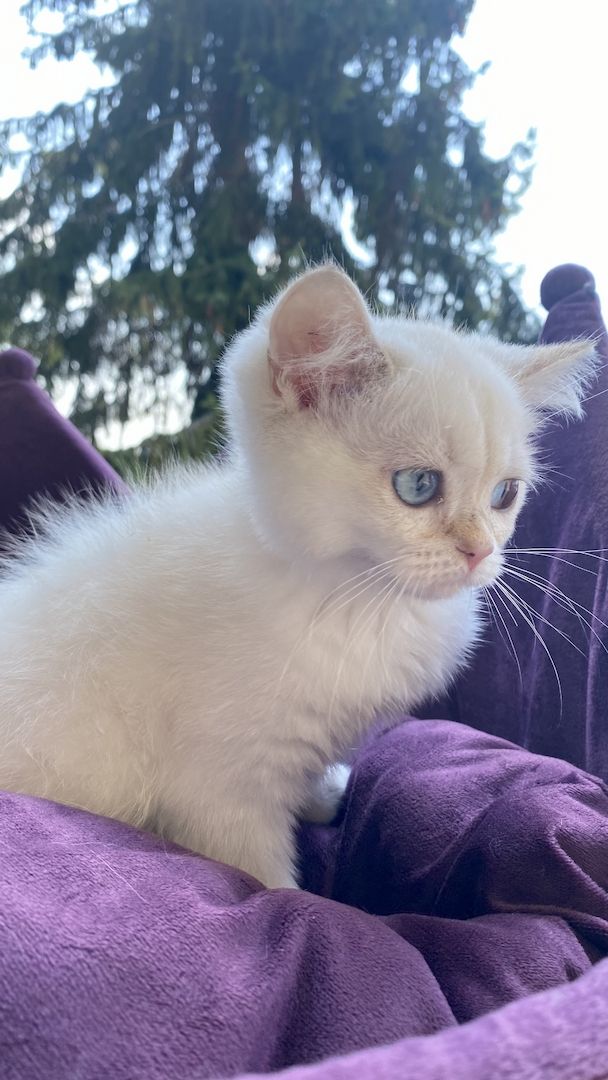 Reinrassiger BKH Kater ny1133