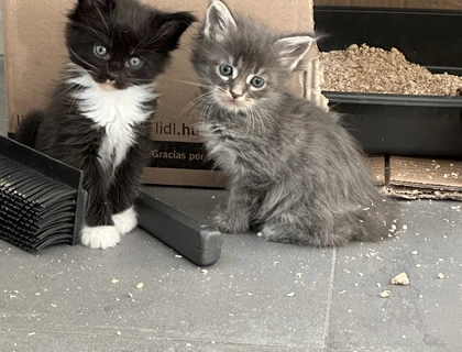 Maine Coon