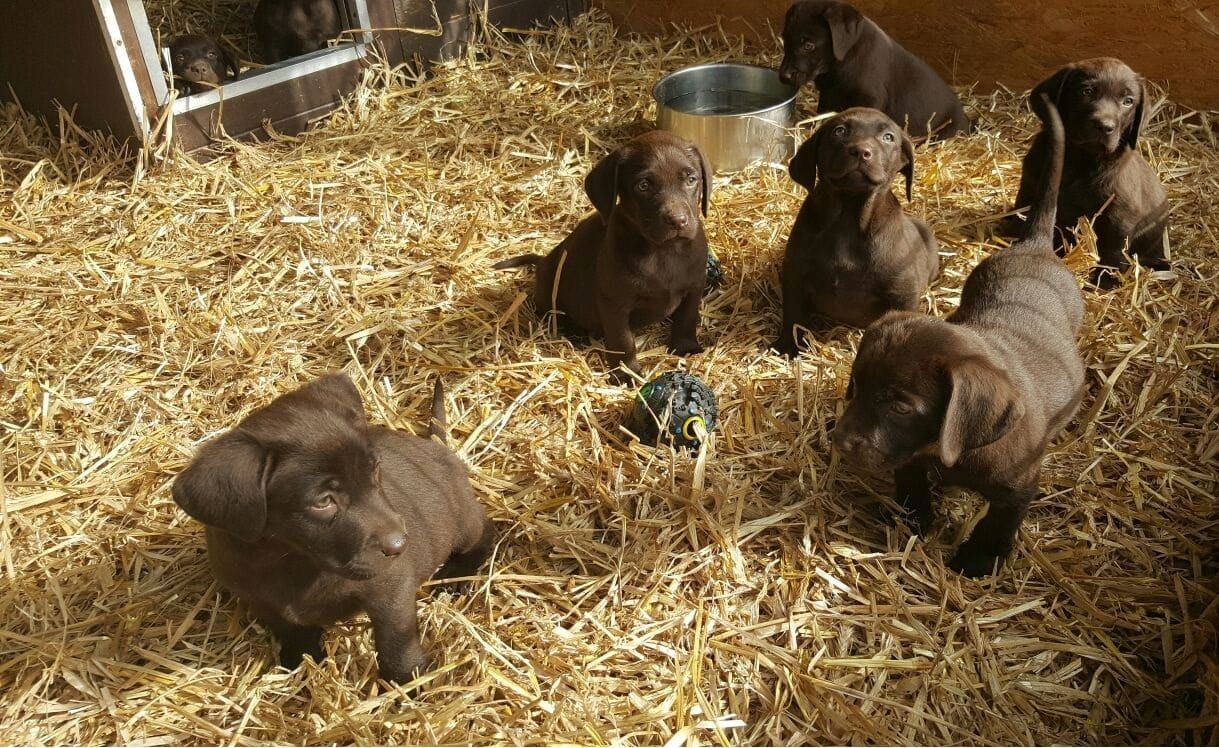 Labrador Welpen suche eine neue zu Hause