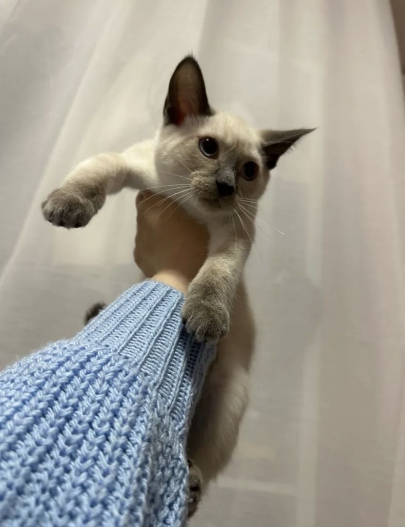 Siam Seal point Mädchen sucht zuhause