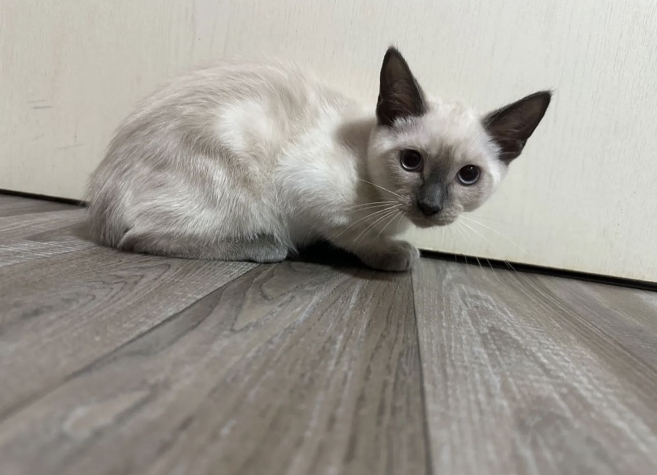 Siam Seal point Mädchen sucht zuhause