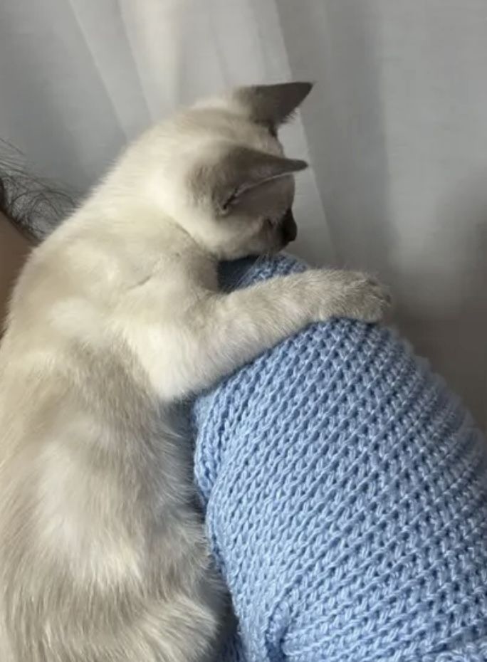 Siam Seal point Mädchen sucht zuhause