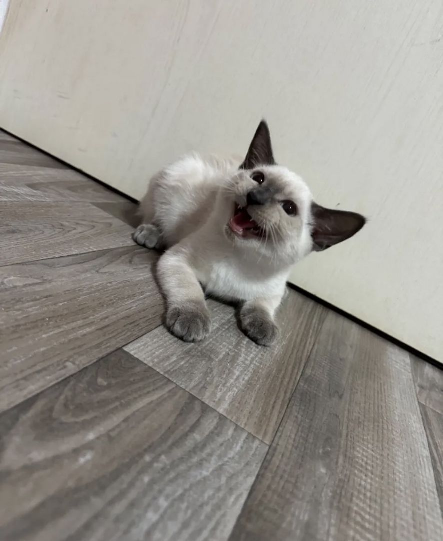 Siam Seal point Mädchen sucht zuhause