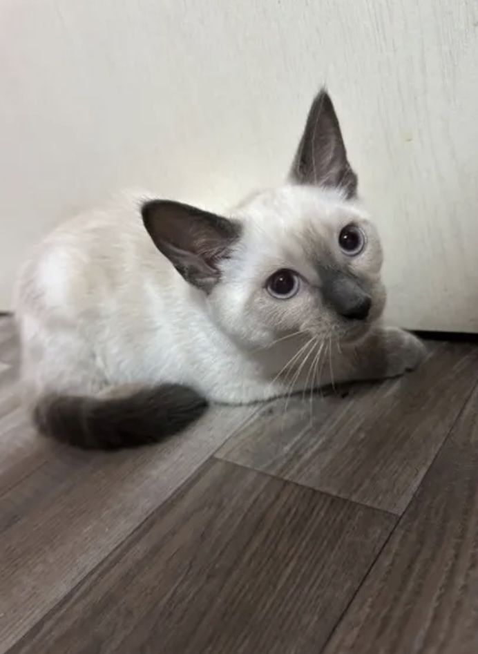 Siam Seal point Mädchen sucht zuhause