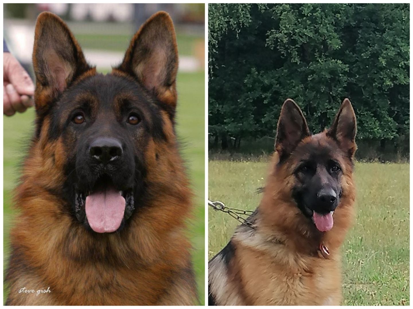 Deutsche Schäferhund Welpen