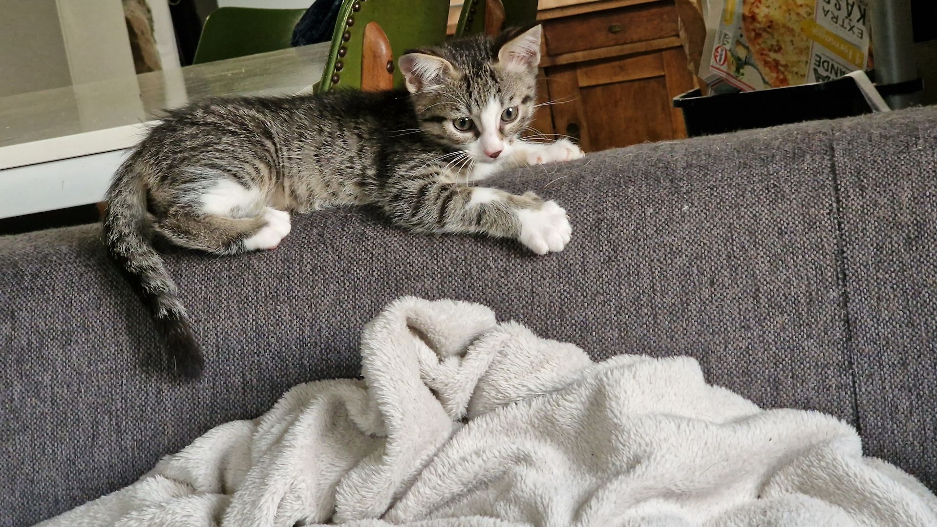 EKH Kitten Katzen Babies zu verkaufen EKH Kitten Katzen Babies zu verkaufen