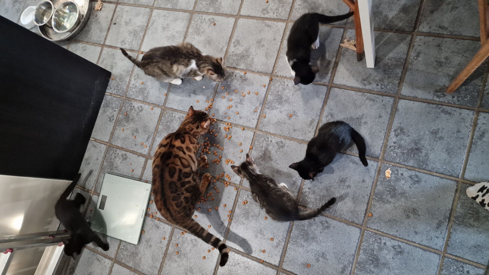 EKH Kitten Katzen Babies zu verkaufen EKH Kitten Katzen Babies zu verkaufen