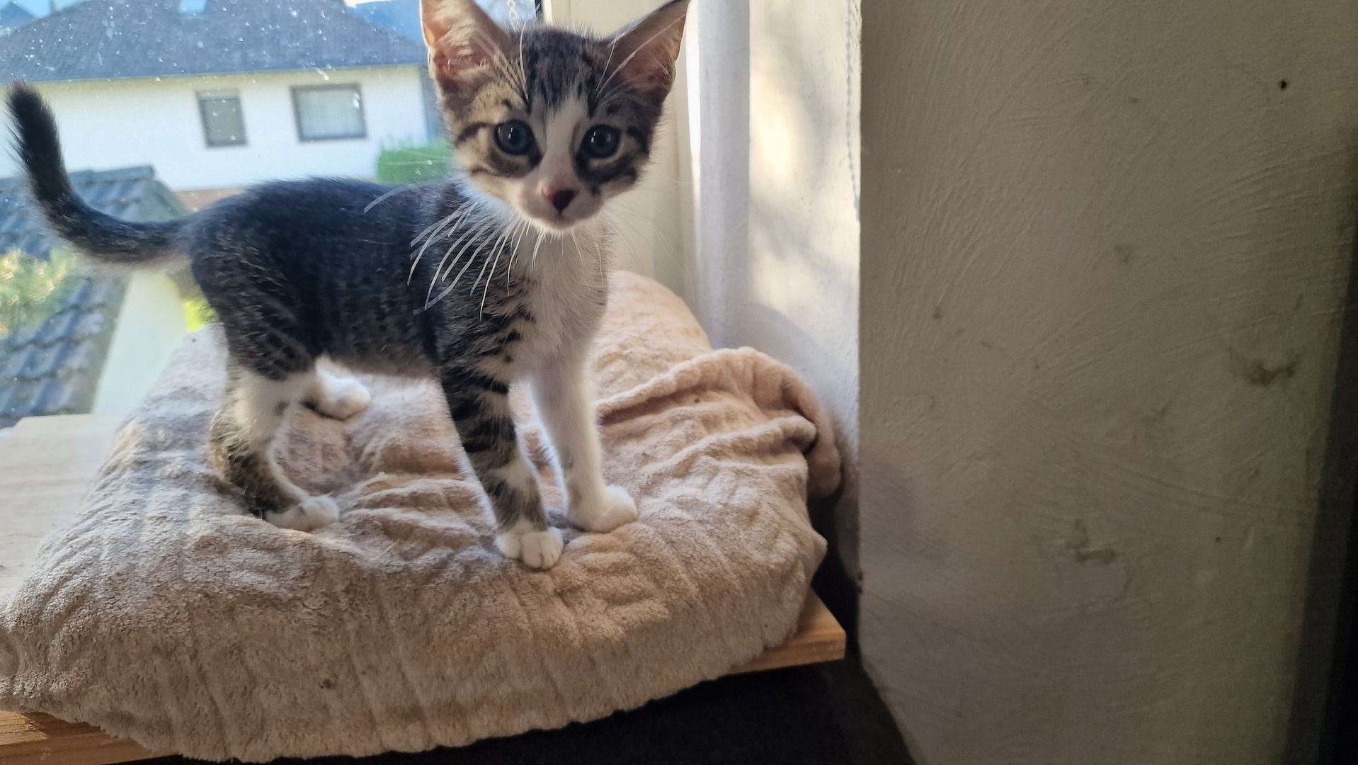 EKH Kitten Katzen Babies zu verkaufen EKH Kitten Katzen Babies zu verkaufen