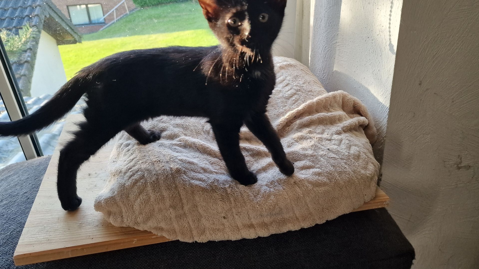 EKH Kitten Katzen Babies zu verkaufen EKH Kitten Katzen Babies zu verkaufen