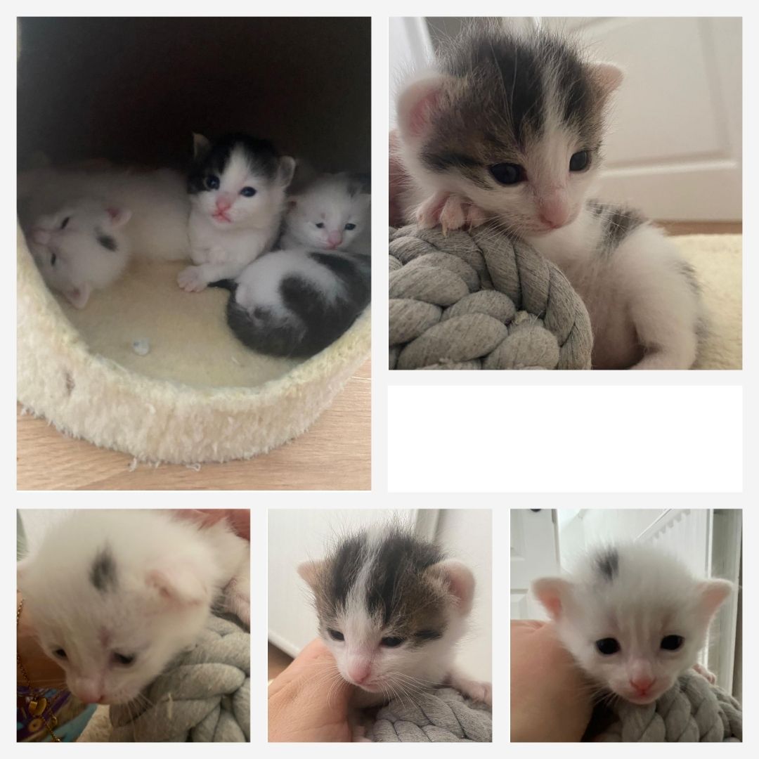 Kitten/Babykatzen/Katzenbabys Türkisch Van/ Heilige Birma Mix♡ Kitten/Babykatzen/Katzenbabys Türkisch Van/ Heilige Birma Mix♡