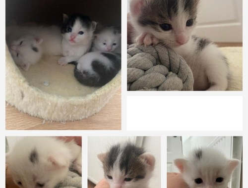Kitten/Babykatzen/Katzenbabys Türkisch Van/ Heilige Birma Mix♡
