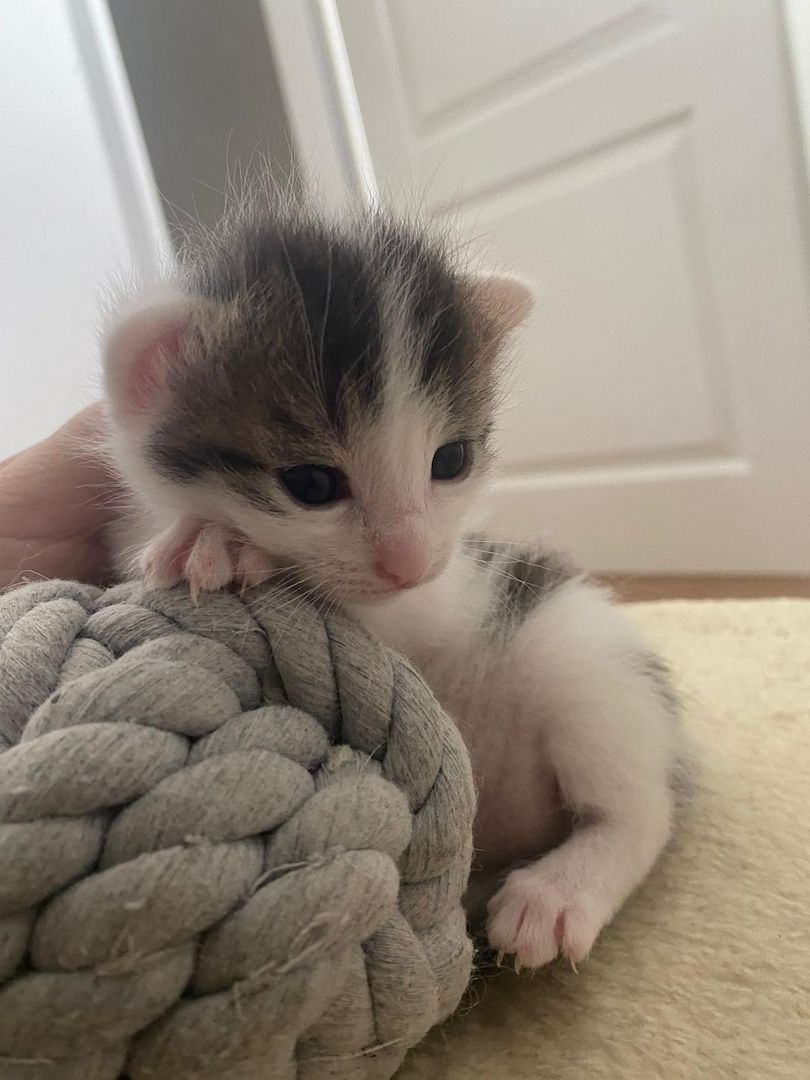 Kitten/Babykatzen/Katzenbabys Türkisch Van/ Heilige Birma Mix♡ Kitten/Babykatzen/Katzenbabys Türkisch Van/ Heilige Birma Mix♡