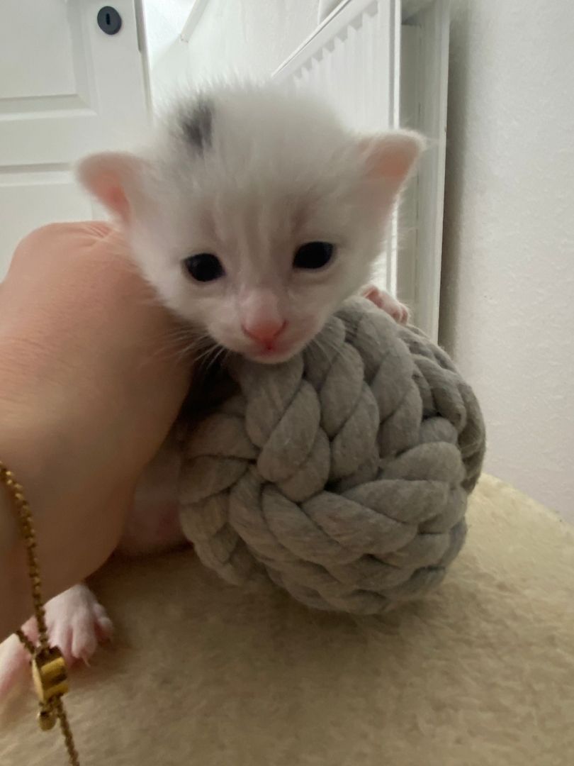 Kitten/Babykatzen/Katzenbabys Türkisch Van/ Heilige Birma Mix♡ Kitten/Babykatzen/Katzenbabys Türkisch Van/ Heilige Birma Mix♡