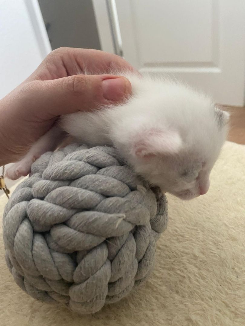 Kitten/Babykatzen/Katzenbabys Türkisch Van/ Heilige Birma Mix♡ Kitten/Babykatzen/Katzenbabys Türkisch Van/ Heilige Birma Mix♡