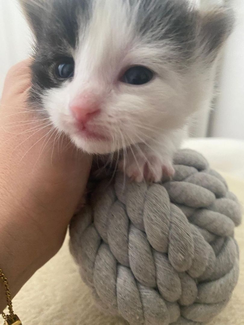 Kitten/Babykatzen/Katzenbabys Türkisch Van/ Heilige Birma Mix♡ Kitten/Babykatzen/Katzenbabys Türkisch Van/ Heilige Birma Mix♡