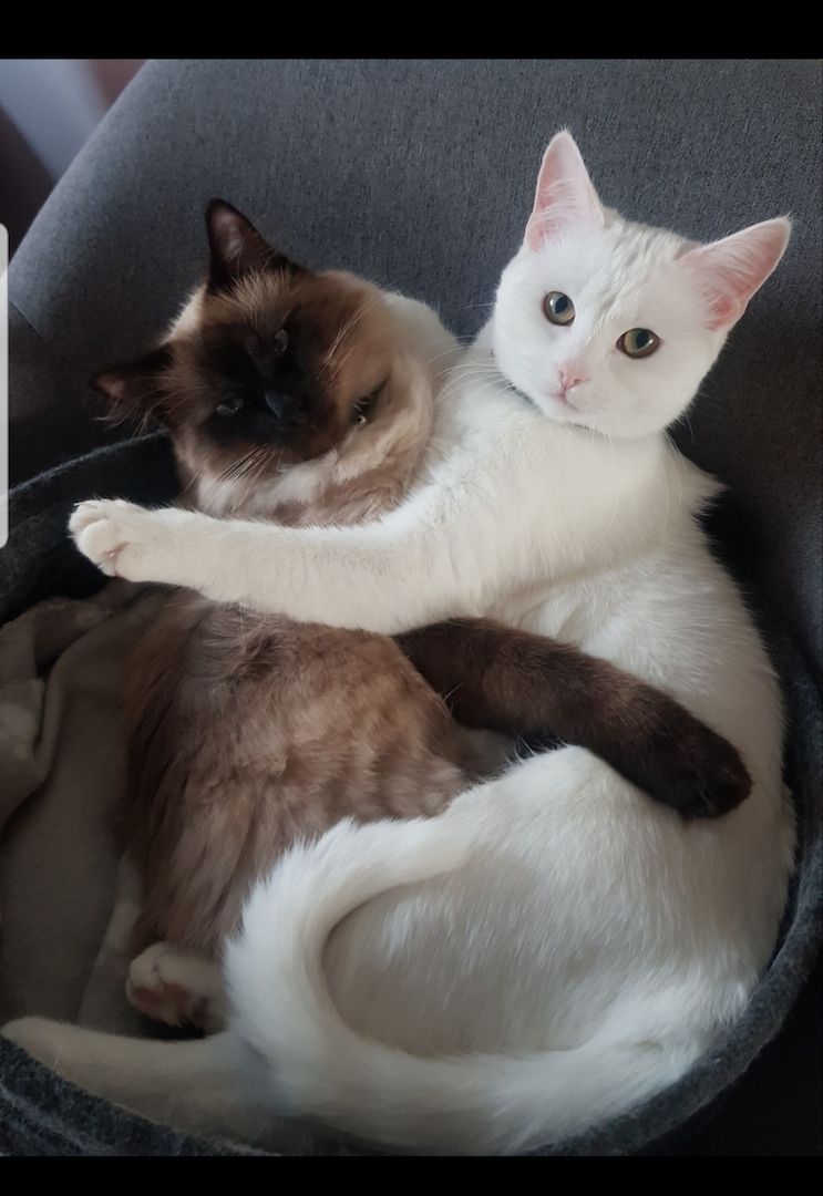 Kitten/Babykatzen/Katzenbabys Türkisch Van/ Heilige Birma Mix♡ Kitten/Babykatzen/Katzenbabys Türkisch Van/ Heilige Birma Mix♡