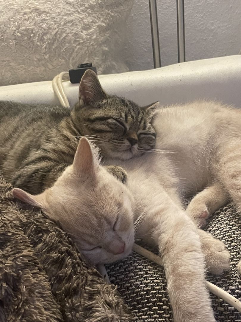 Bkh kittchen zu verkaufen