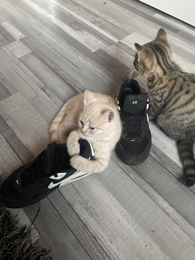 Bkh kittchen zu verkaufen