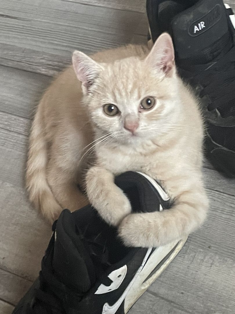 Bkh kittchen zu verkaufen