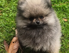 Pomeranian / Zwergspitz Welpen mit Stammbaum suchen ein neues Liebevolles zuhause