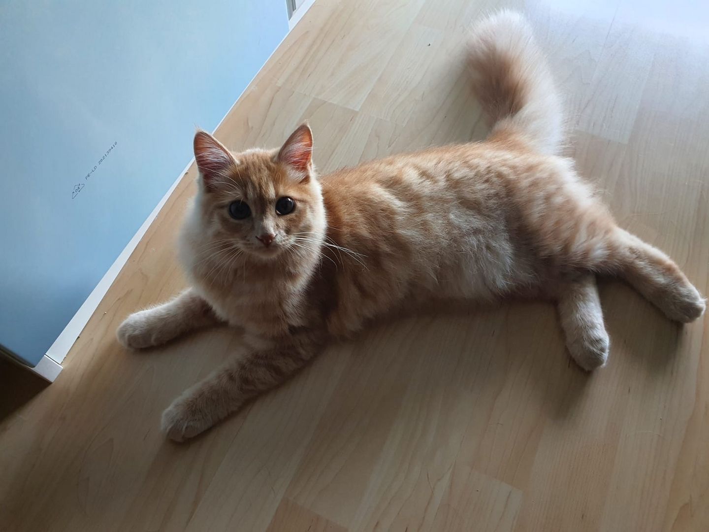 Sibirische Waldkatze Kitten