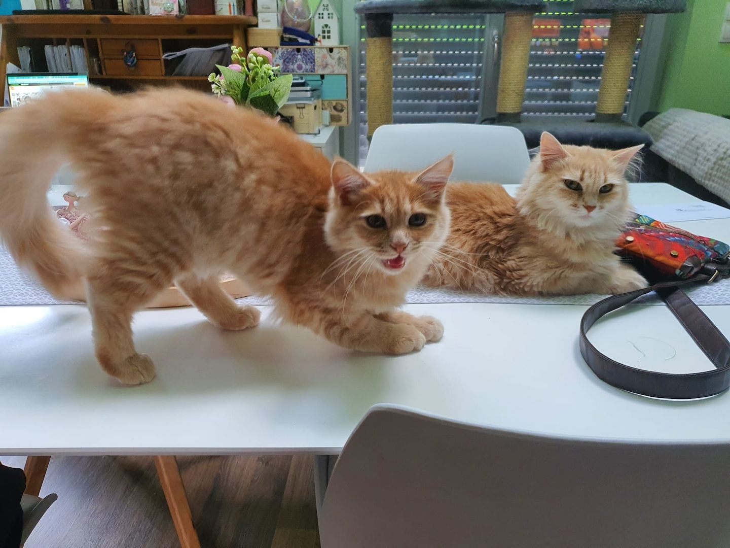 Sibirische Waldkatze Kitten