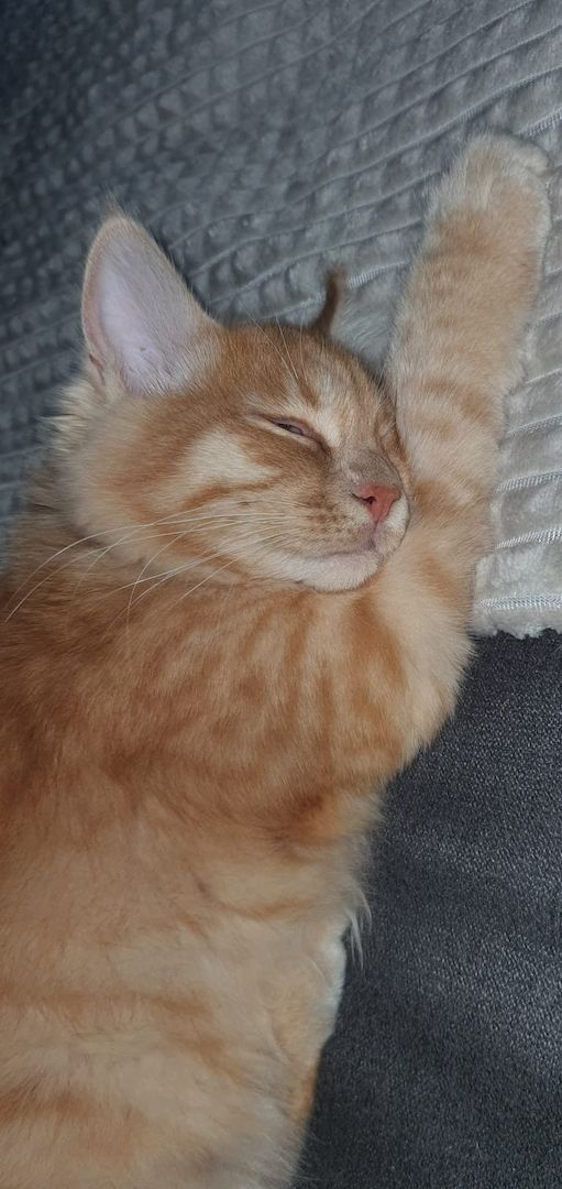 Sibirische Waldkatze Kitten