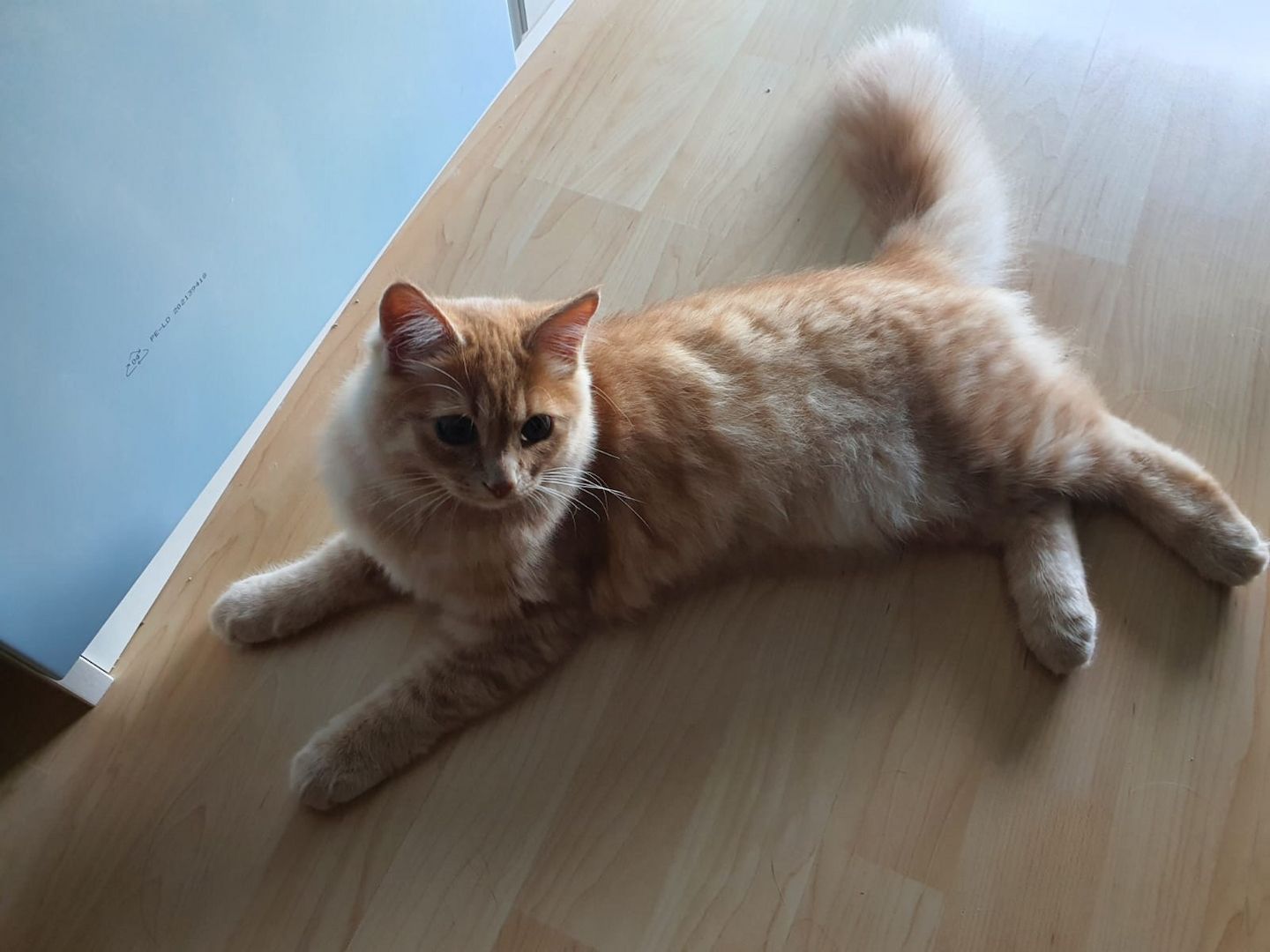 Sibirische Waldkatze Kitten