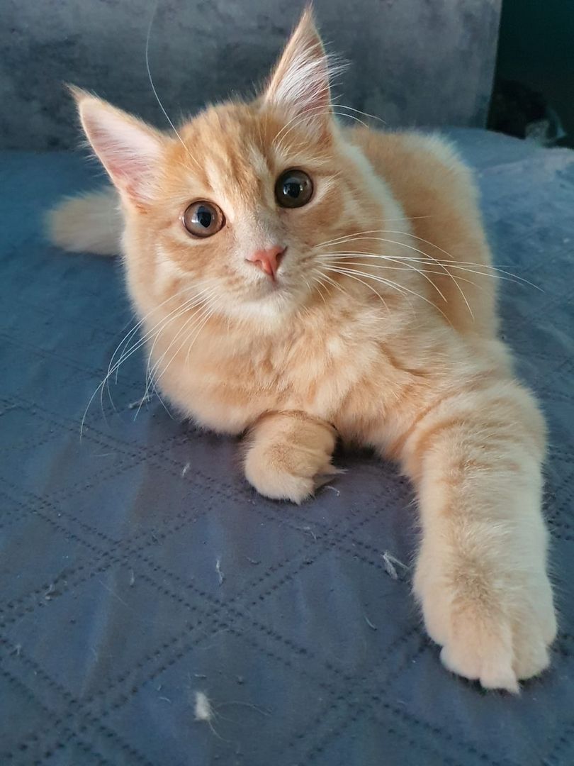 Sibirische Waldkatze Kitten