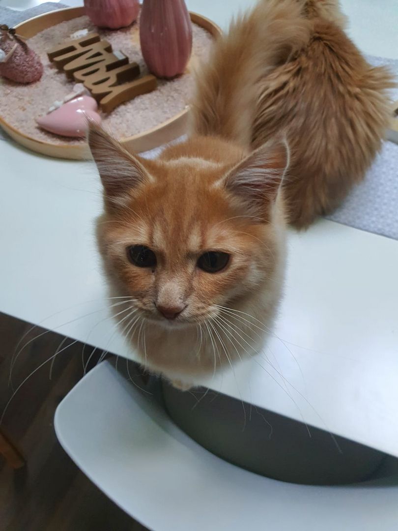 Sibirische Waldkatze Kitten