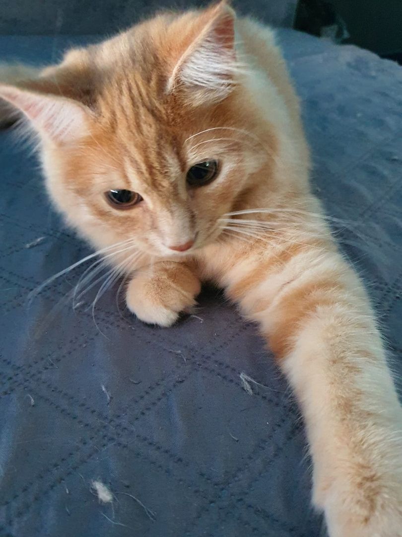 Sibirische Waldkatze Kitten