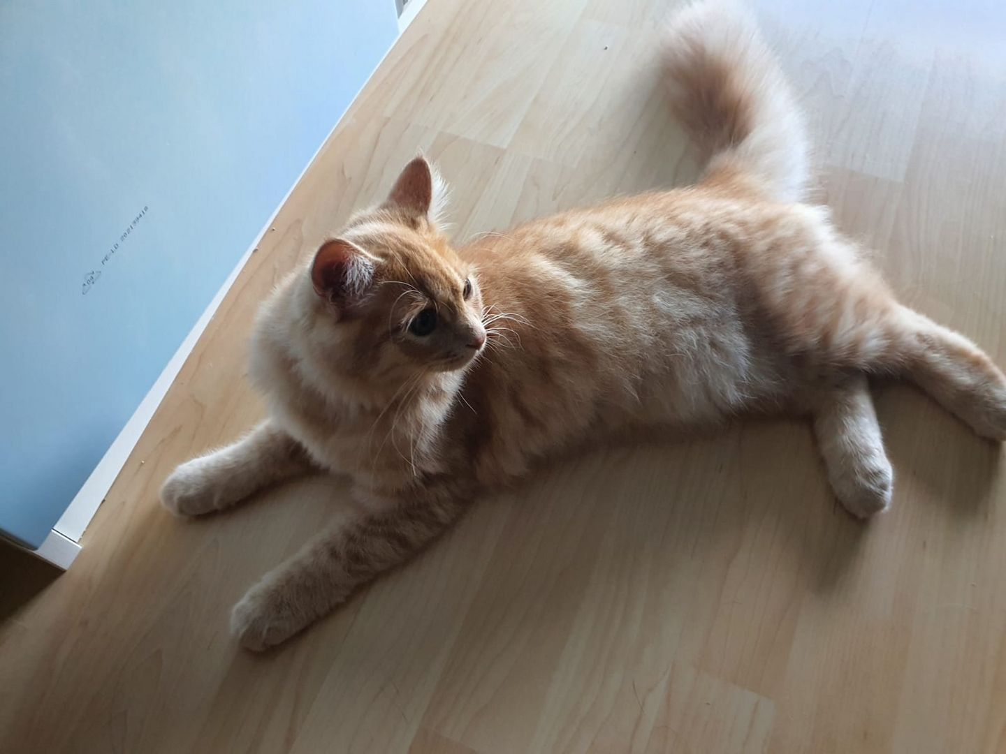 Sibirische Waldkatze Kitten