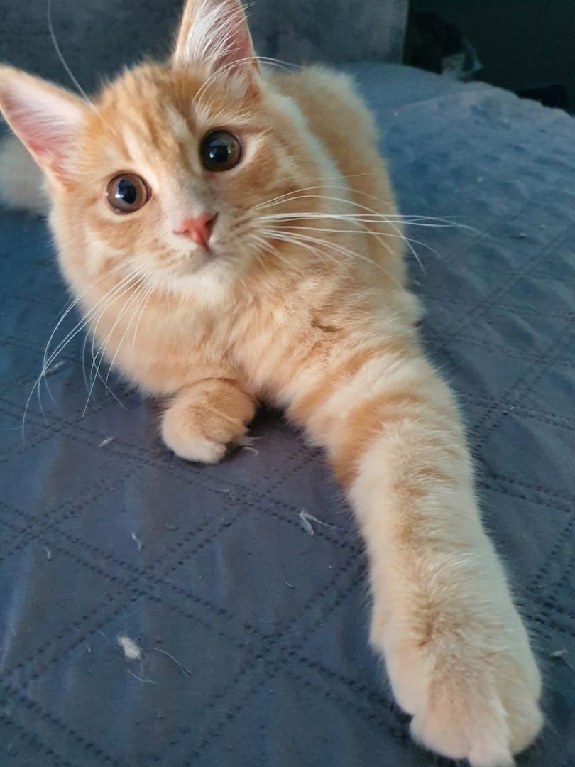 Sibirische Waldkatze Kitten