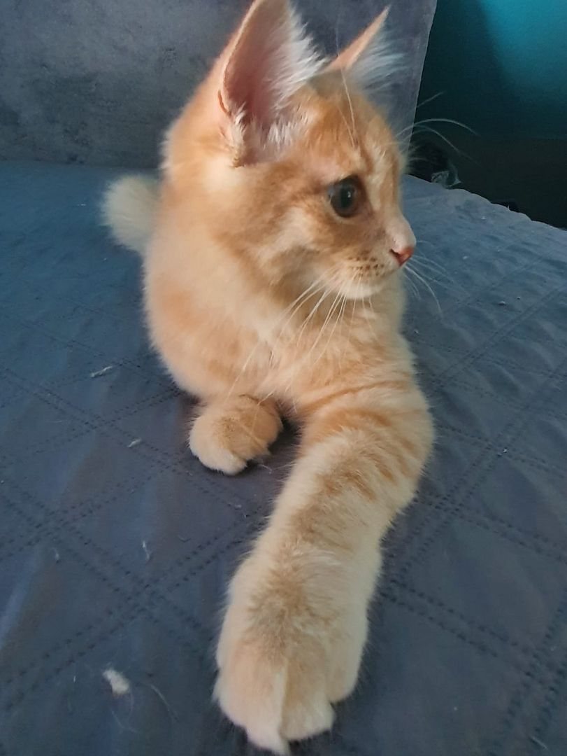 Sibirische Waldkatze Kitten