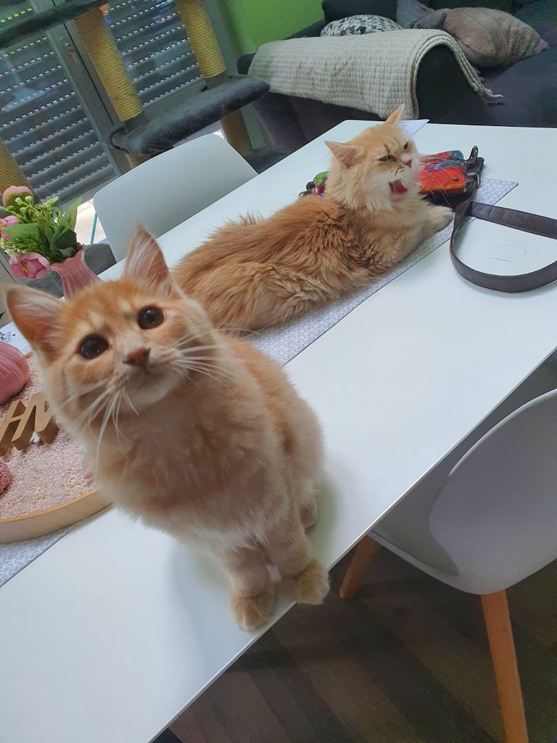 Sibirische Waldkatze Kitten