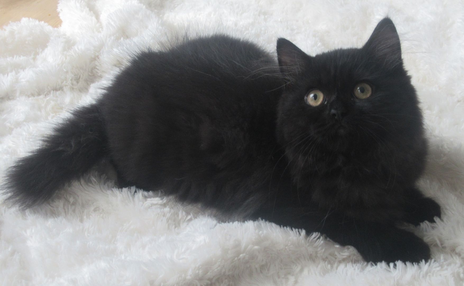 BKH Kätzchen-abgabebereit, Lieferung im Umkreis ist möglich!