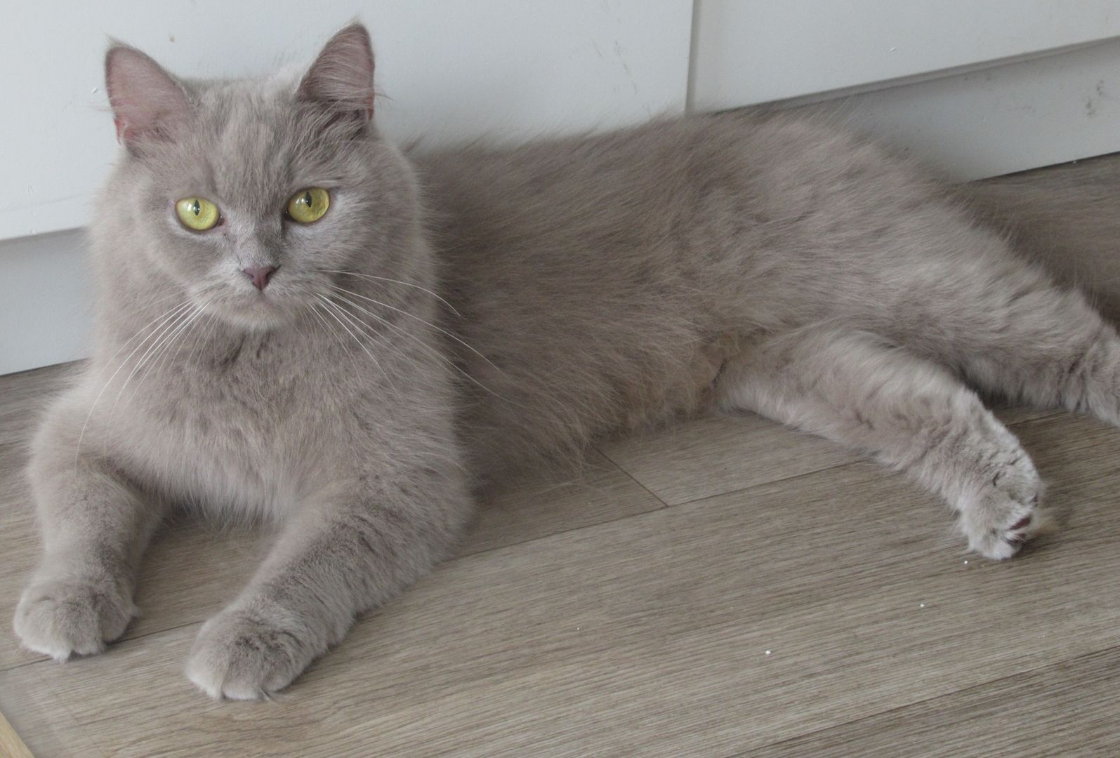 BKH Kätzchen-abgabebereit, Lieferung im Umkreis ist möglich!