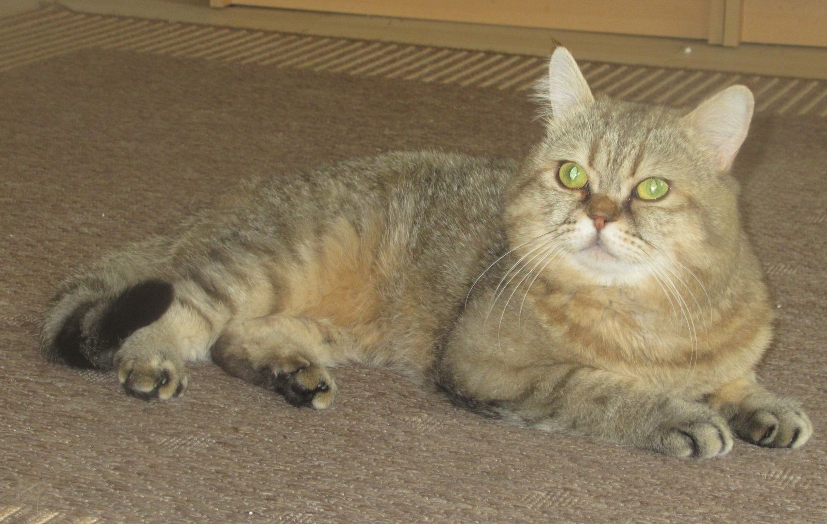 BKH Kätzchen-abgabebereit, Lieferung im Umkreis ist möglich!